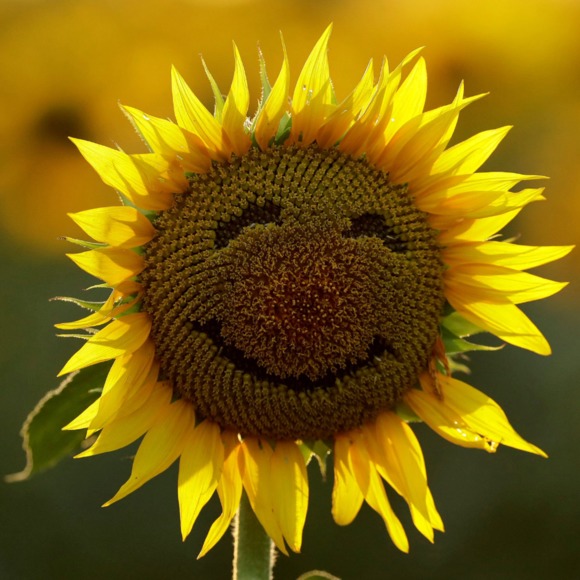 Meet your Posher, K - Picture 1 of 1